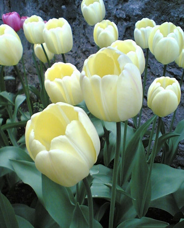 Тюльпан Dobrodar Дарвина Ivory Floradale 9 шт. (38301051)