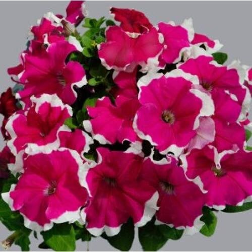Семена цветов Hem Genetics Петуния крупноцветковая Limbo GP Rose Picotee 250 шт. (BN09399-2)