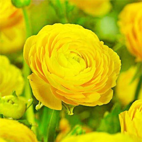 Ранункулюс Florium Aviv Gold (11317)