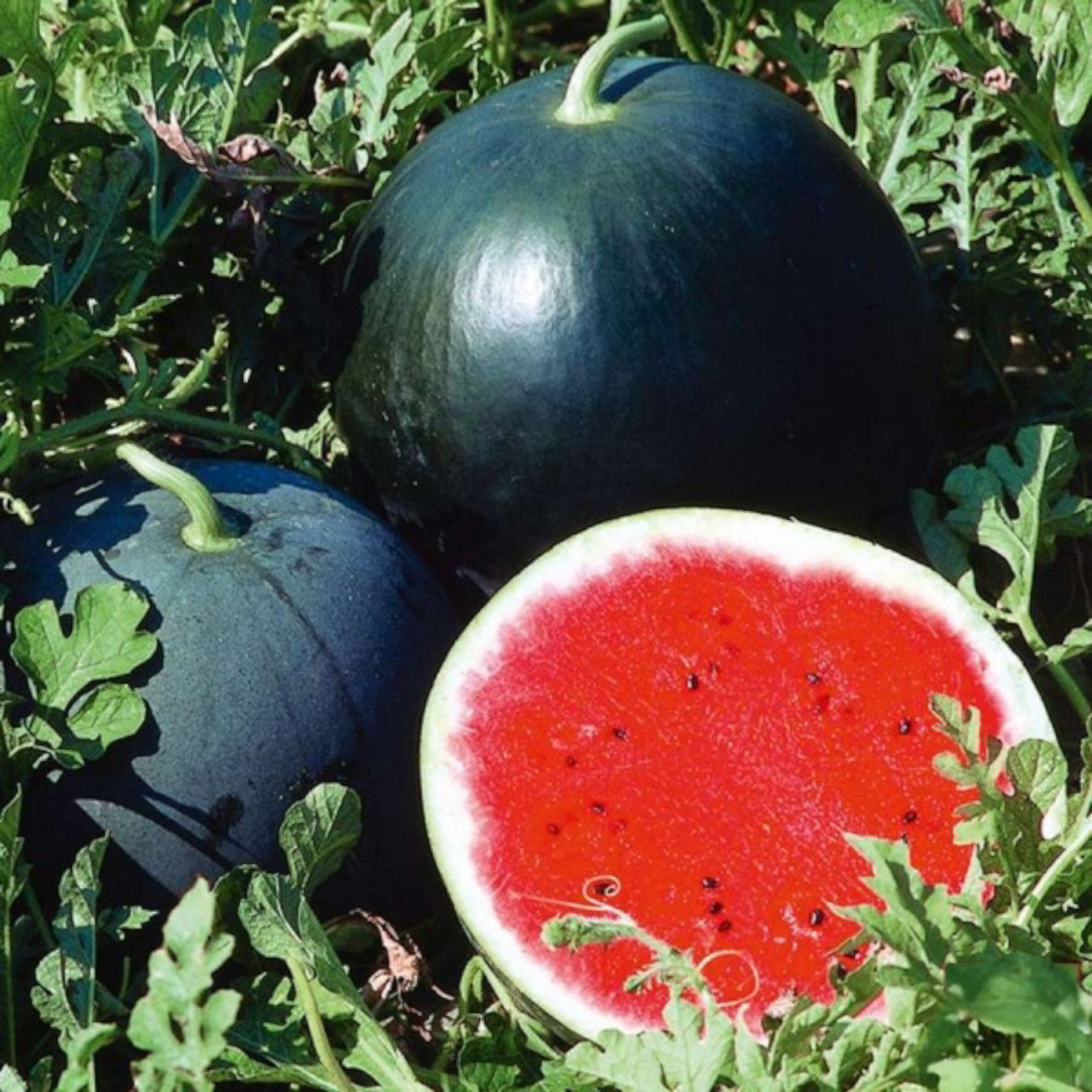 Семена Арбуз Огонек 10 шт. (2505593781)