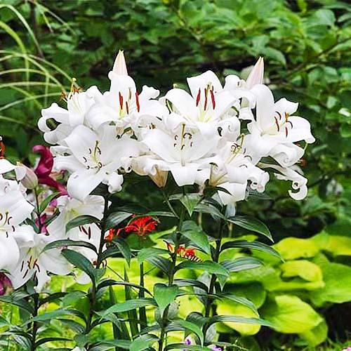 Лилия Zambesi Florium - фото 3 Лилия Zambesi Florium - фото 3