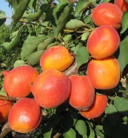 Саджанець абрикоса Нельсон Пізній сорт (2075131170)