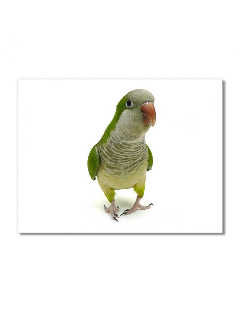 Картина модульная Попугай монах 1 модуль 50x75 см (114656Pticy_i_nasekomye)