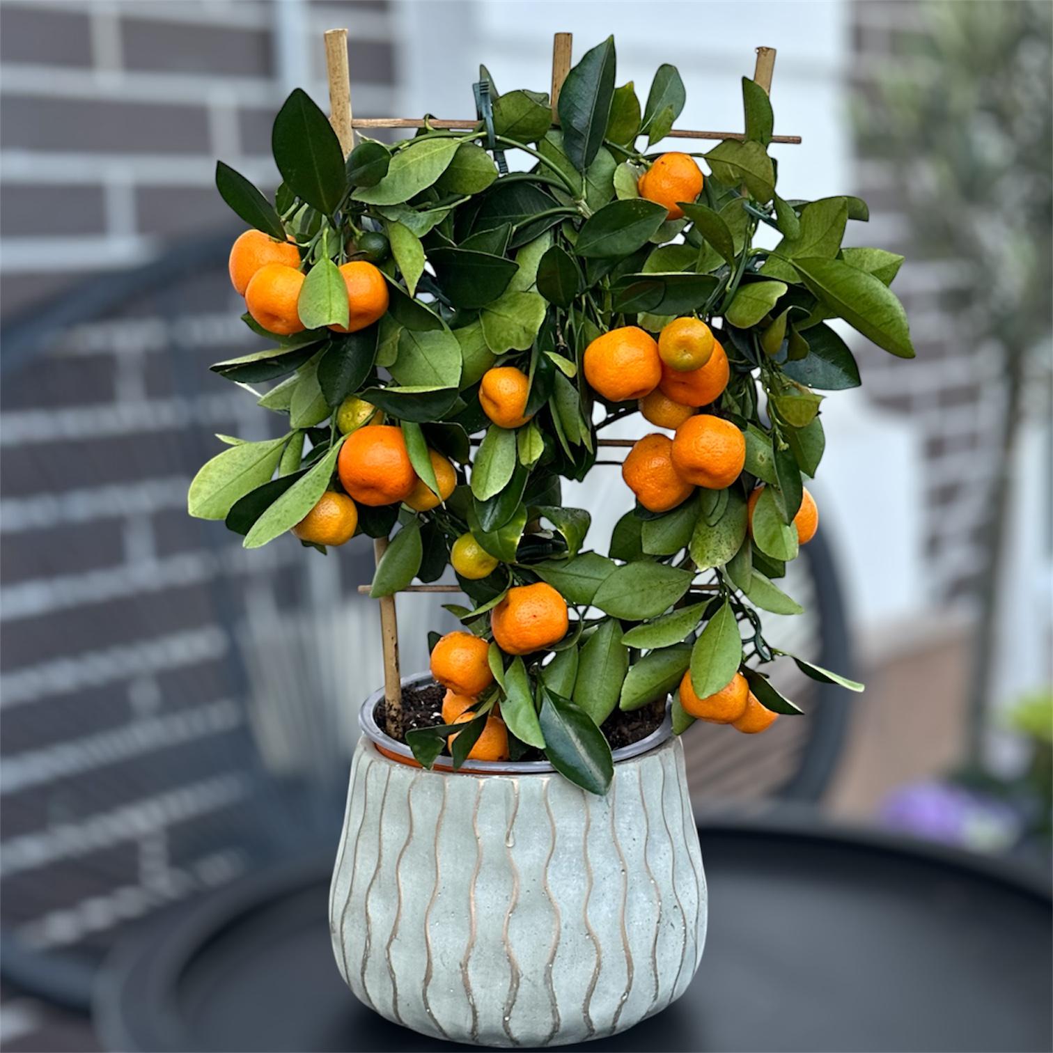 Цитрусове дерево Мандарин на опорі 40 см (33458901)
