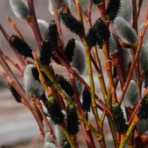 Саженцы верба Ра. Salix gracilistyla Melanostachys в горшке 0,5 л - фото 2 Саженцы верба Ра. Salix gracilistyla Melanostachys в горшке 0,5 л - фото 2