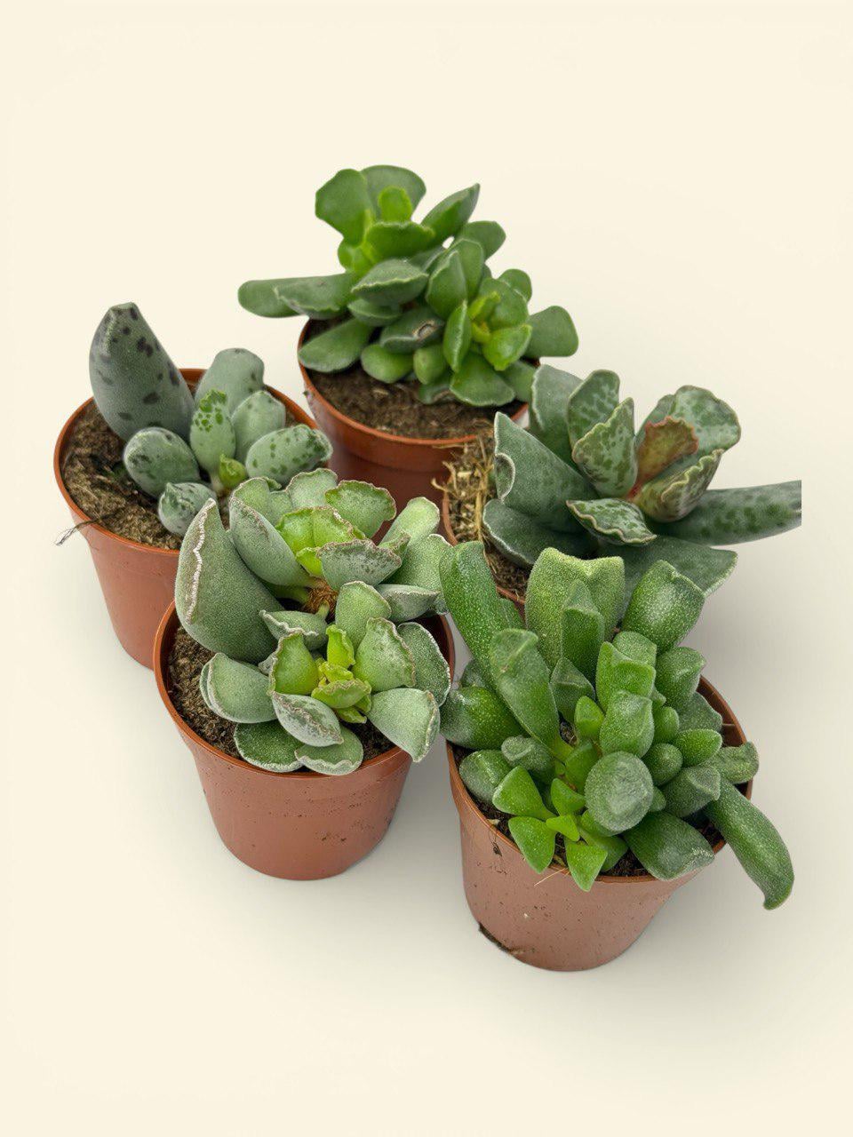 Крассула Микс Crassula Mix (38299870) - фото 2