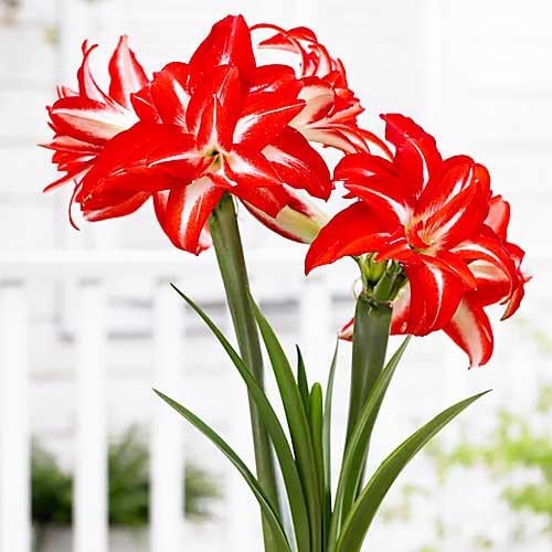 Амариллис Florium Splash (9693)