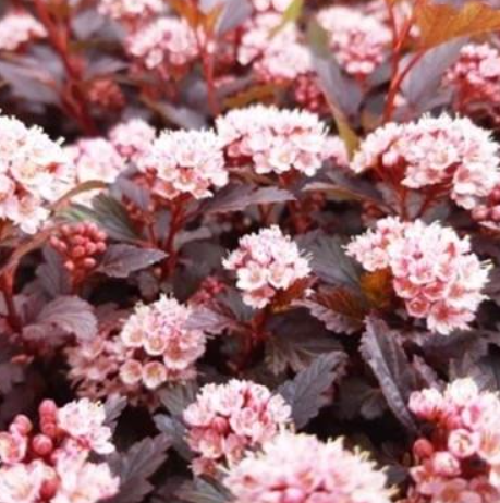 Саженцы пузырепнодник Little Joker в контейнере 0,5 л