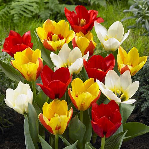Тюльпан Florium Кауфмана Микс (11182)