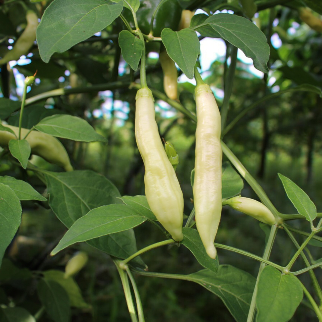 Семена Aji Melocoton Capsicum baccatum Перец острый 5 шт. (2461340013)