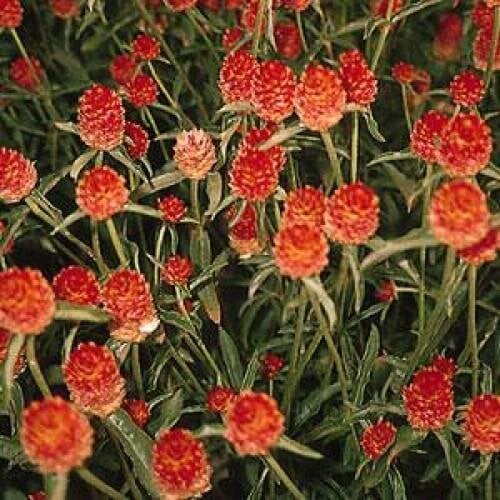 Семена цветов Гомфрена QIS ORANGE Kieft Seed 100 шт. (BN04292-3)
