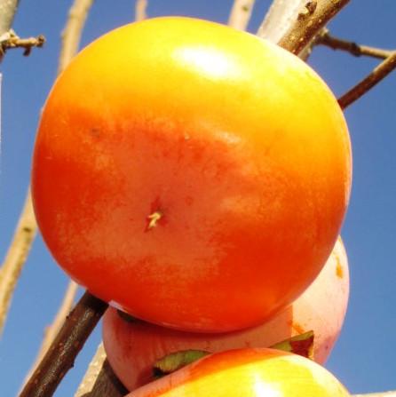 Саджанець хурми Дар Софіївки дворічна рання морозостійка самоплідна (1033845037) - фото 2 Саджанець хурми Дар Софіївки дворічна рання морозостійка самоплідна (1033845037) - фото 2