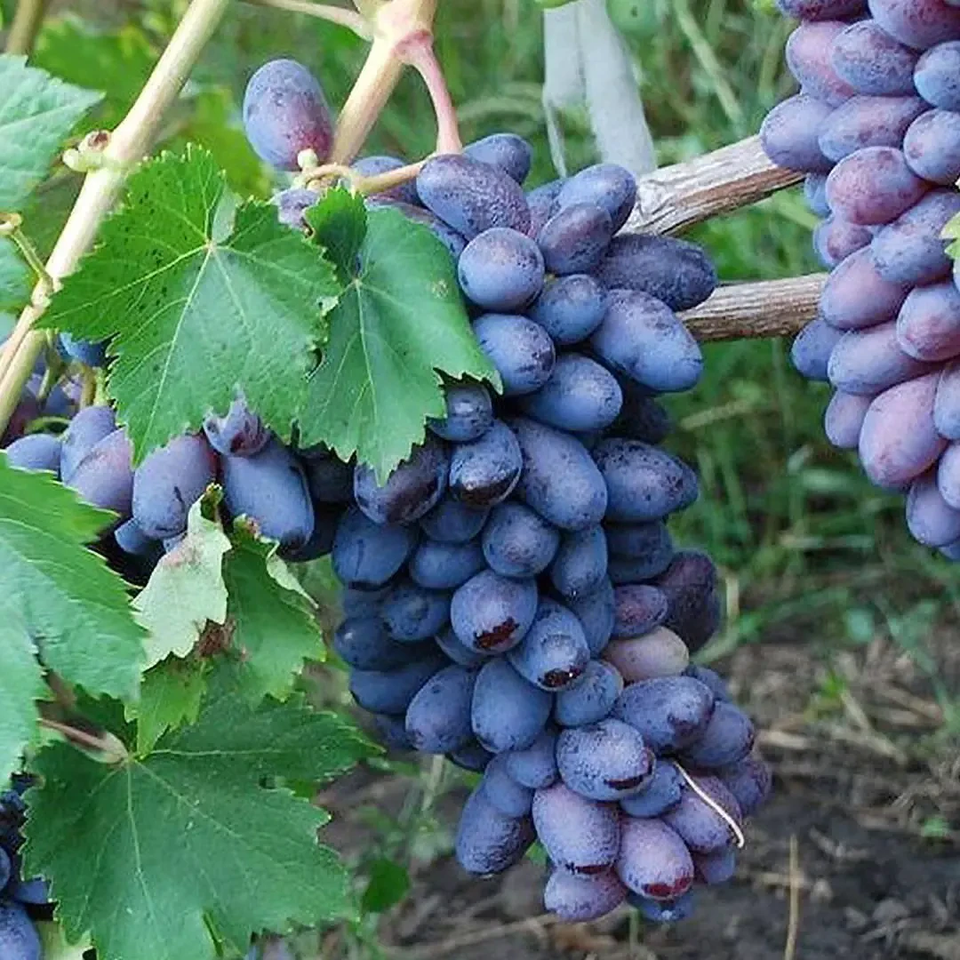 Саженцы винограда Байконур (2530796774)