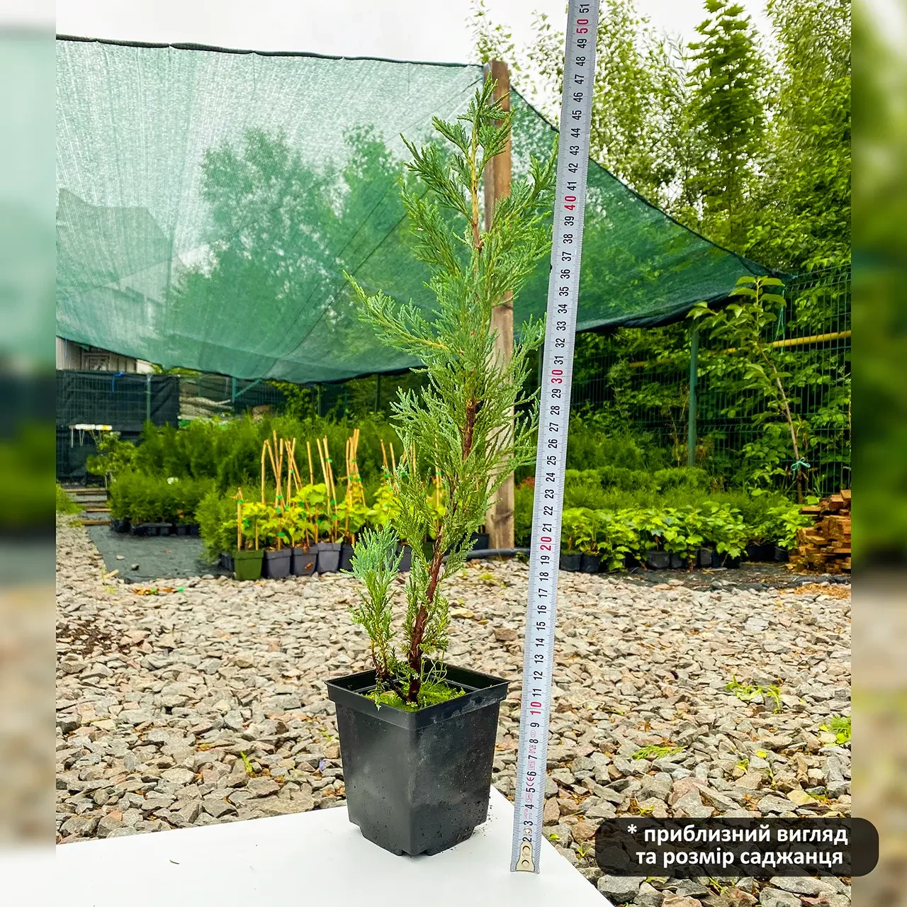 Саджанець ялівцю скельного Juniperus scopulorum Moonglow Р9 (1212815151) - фото 3 Саджанець ялівцю скельного Juniperus scopulorum Moonglow Р9 (1212815151) - фото 3