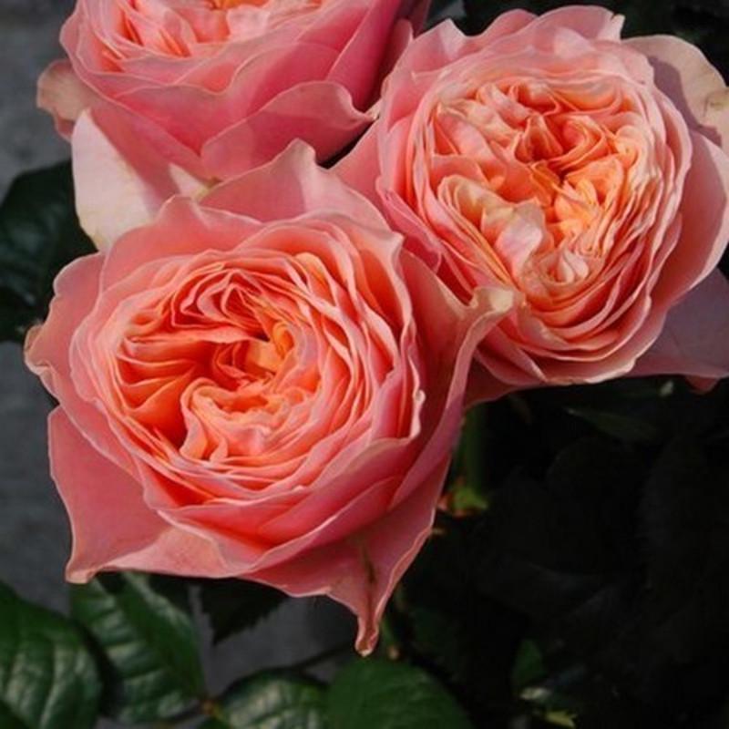 Роза Velet Vuvuzela Classic Чайно-гибридная в контейнере (2669429332) - фото 7