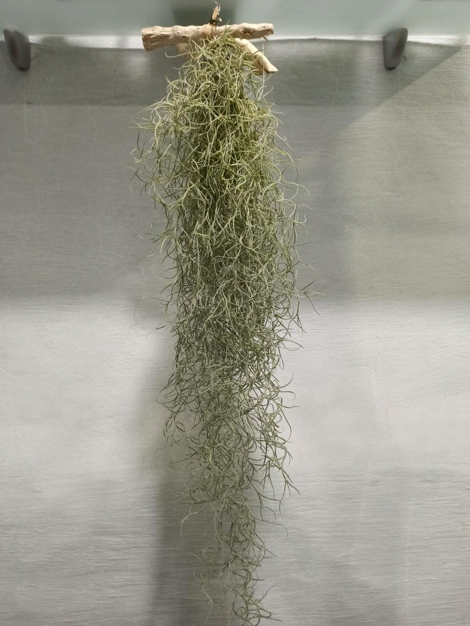 Тиландия Борода 70 см (2684510997) Тиландия Борода 70 см (2684510997)