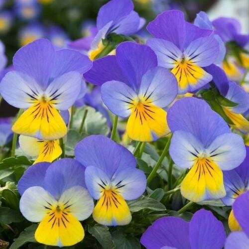 Семена цветов Виола рогатая Takii Vivaldi F1 Blue Yellow Lip 250 шт. (BN12826-2)