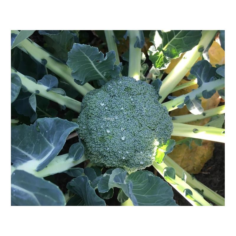 Насіння Капуста Брокколі Clause SIGNO F1 1 000 шт. (1982335959)