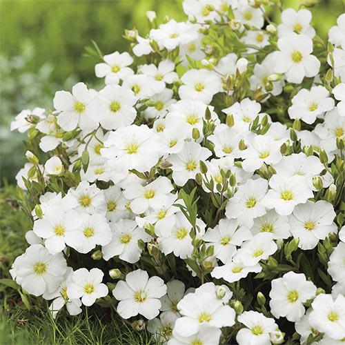 Аренария Florium Montana (11385)
