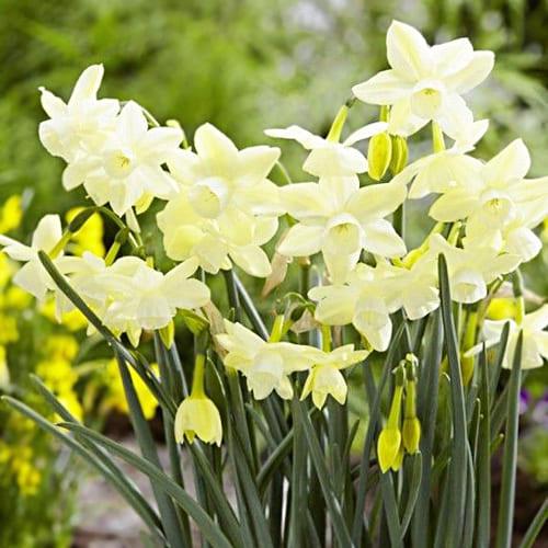 Нарцисс Florium Moonlight Sensation (17979) - фото 2