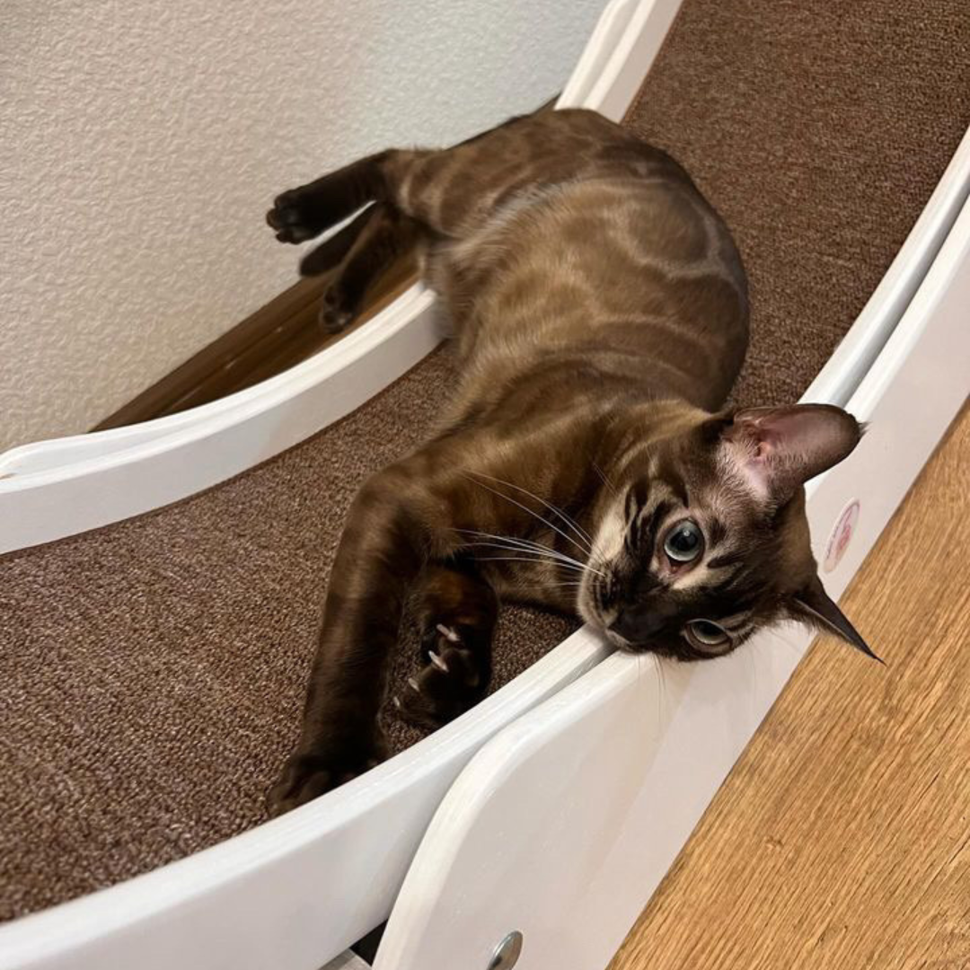 Колесо бігове для котів М Білий - фото 3 Колесо бігове для котів М Білий - фото 3