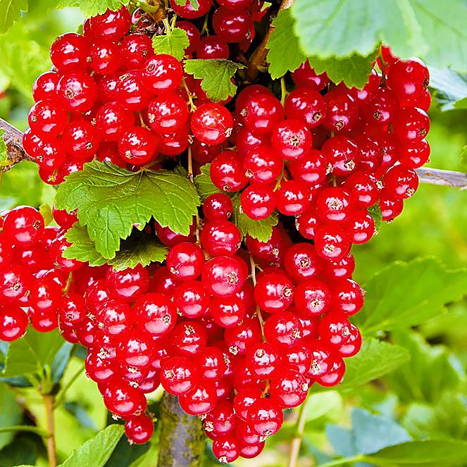 Саджанець смородини червоної Каскад рання (644543960)