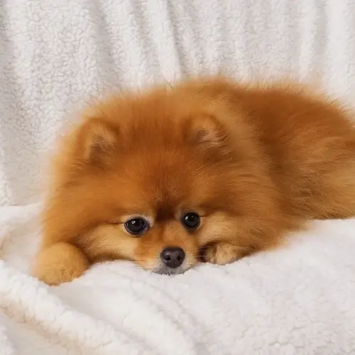 Плед двухсторонний Ruhhy 150x200 см Темно-серый (26292) - фото 6 Плед двухсторонний Ruhhy 150x200 см Темно-серый (26292) - фото 6