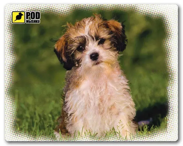 Килимок для миші Podmyshku Кудлате щеня ПВХ 240x190x1,4 мм (c8d4f4b1) Килимок для миші Podmyshku Кудлате щеня ПВХ 240x190x1,4 мм (c8d4f4b1)