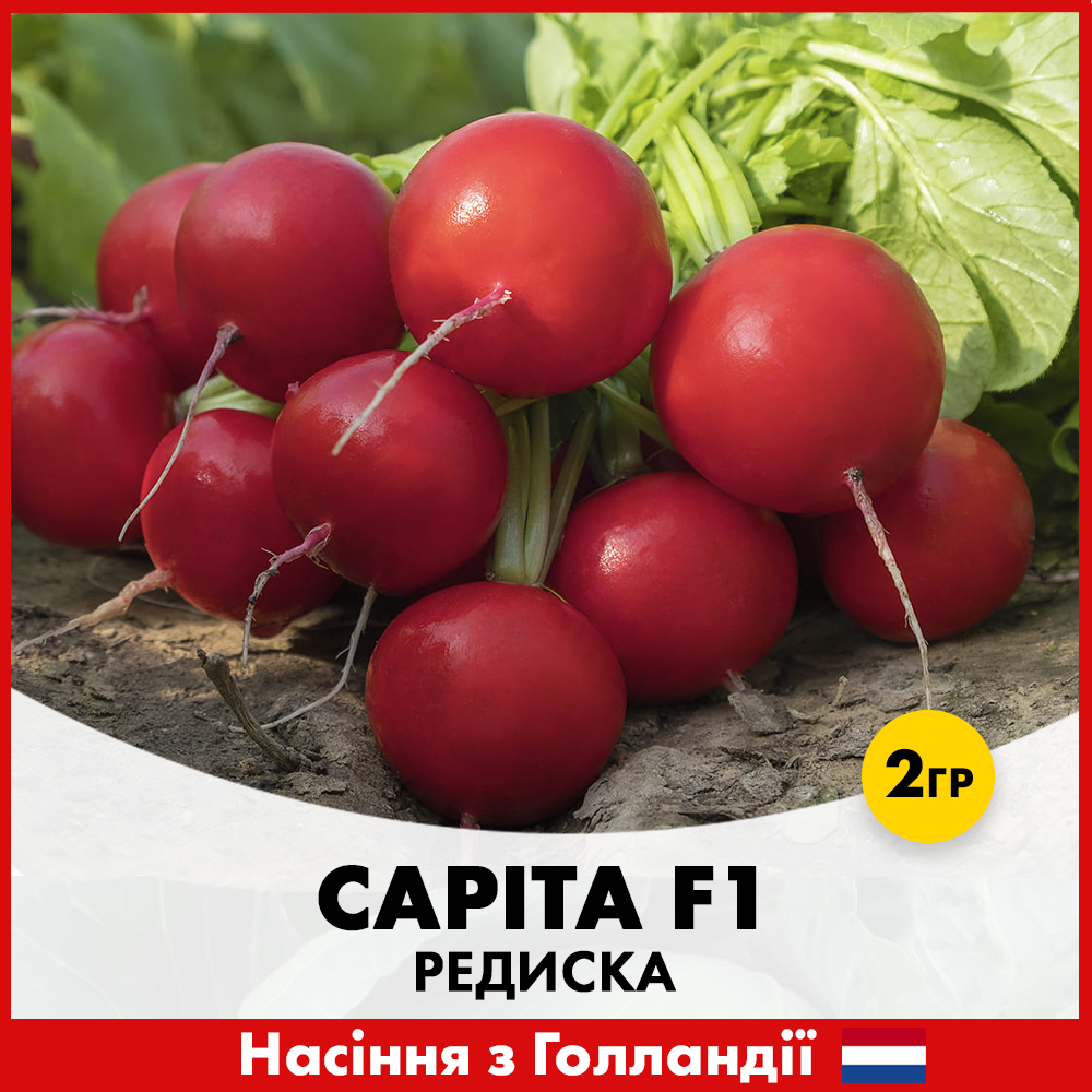 Семена редиса Enza Zaden Сарита F1 2 г (R50211)
