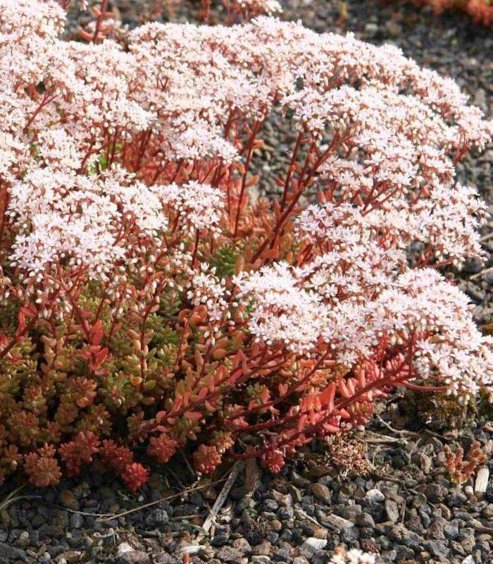 Саженец Очиток Белый Мурале Sedum album Murale Р9 (2-64)