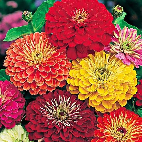 Насіння Цінія Florium Махрова Суміш (12297)