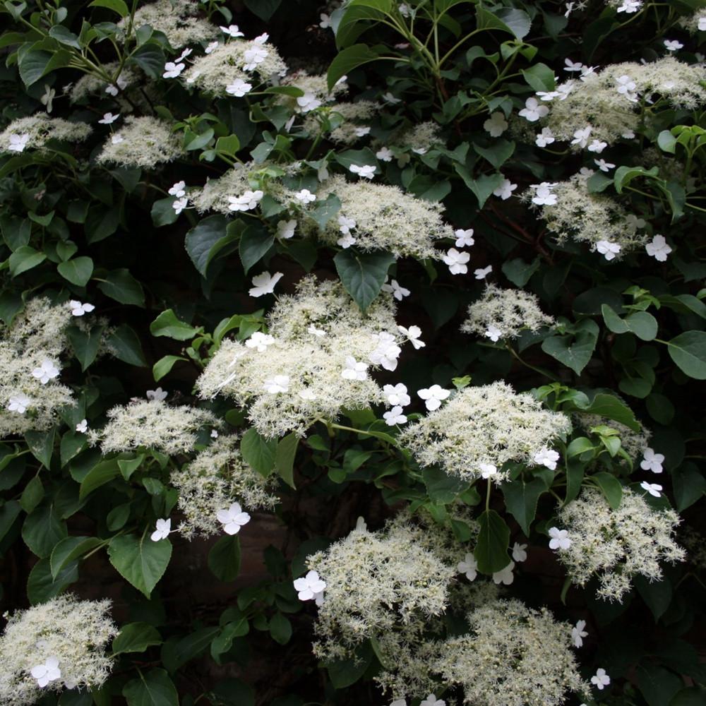 Саджанець гортензії черешкової Hydrangea anomala subsp. Petiolaris  Р9 (1439047425)