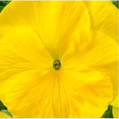 Семена цветов Виола Cello Pure Yellow Hem Genetics 50 шт. (BN09610-3)