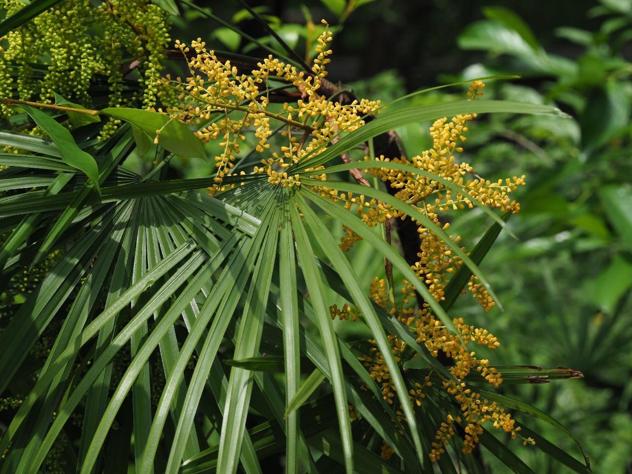 Семена рапис высокий Rhapis excelsa бамбуковая пальма 5 шт. - фото 2 Семена рапис высокий Rhapis excelsa бамбуковая пальма 5 шт. - фото 2