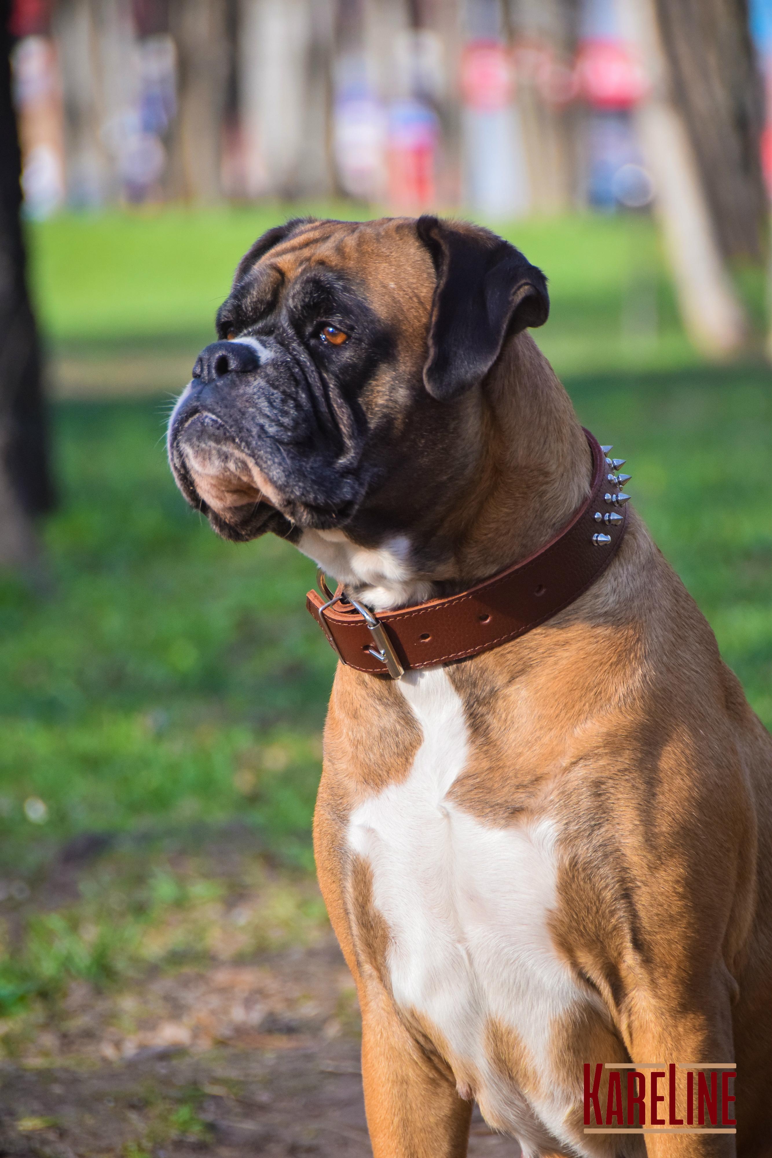 Ошейник KareLine из натуральной кожи с заклепками и шипами 40 мм 440-550 мм (1765/2) - фото 2 Ошейник KareLine из натуральной кожи с заклепками и шипами 40 мм 440-550 мм (1765/2) - фото 2