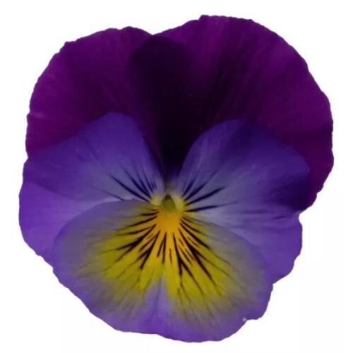 Семена цветов Виола рогатая Syngenta Wellspring Purple Wing 250 шт. (BN13514-2)
