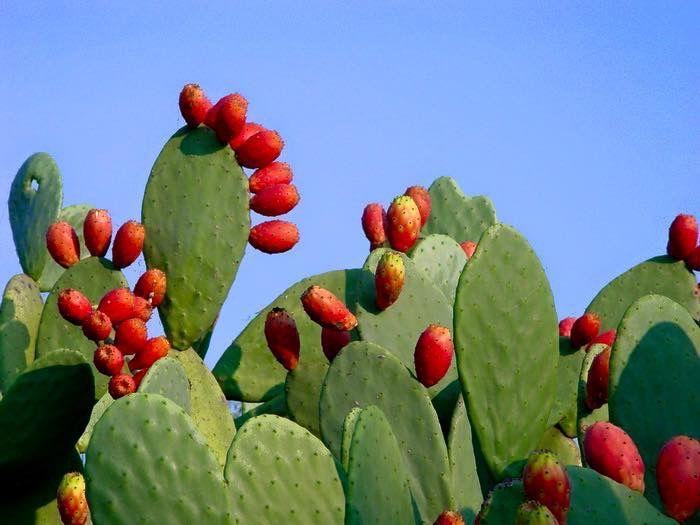 Семена Опунция индийская Opuntia ficus-indica 5 шт./уп.