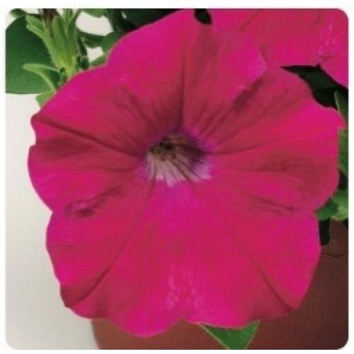 Семена цветов Петуния ампельная Hang Out F1 Deep Rose Floranova 5 шт. (BN12122-4)