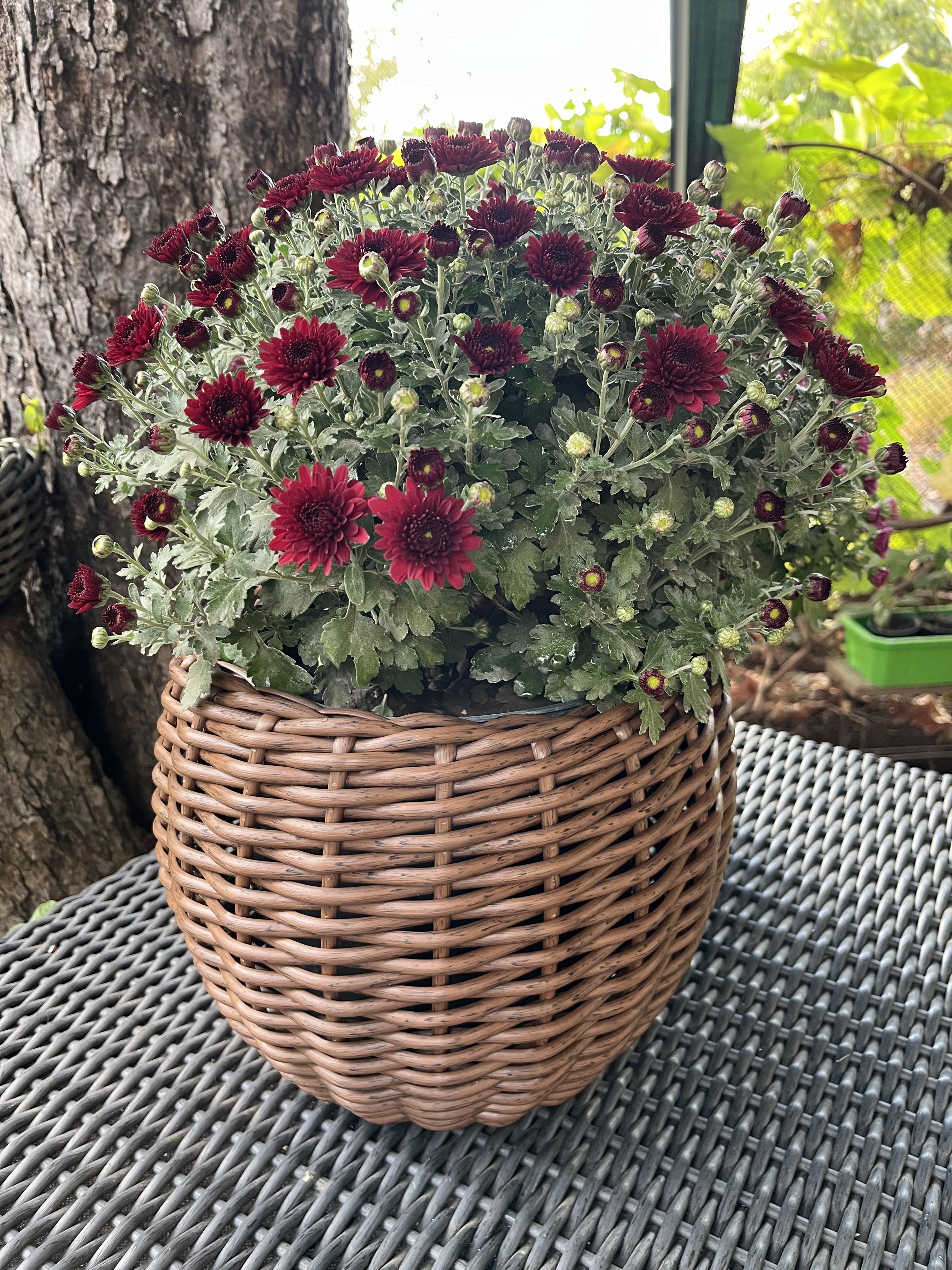 Кашпо для цветов из искусственного ротанга 5 л Темное дерево (27922871) - фото 2 Кашпо для цветов из искусственного ротанга 5 л Темное дерево (27922871) - фото 2