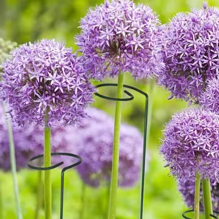 Набор опор для комнатных и садовых растений с кольцами 3 шт. 39х4 см (kolyshki_2) - фото 4 Набор опор для комнатных и садовых растений с кольцами 3 шт. 39х4 см (kolyshki_2) - фото 4