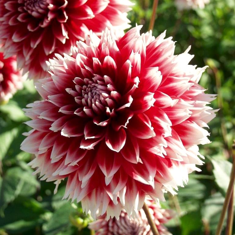 Георгина декоративная Red and White Fubuki 1 шт. (38294896)