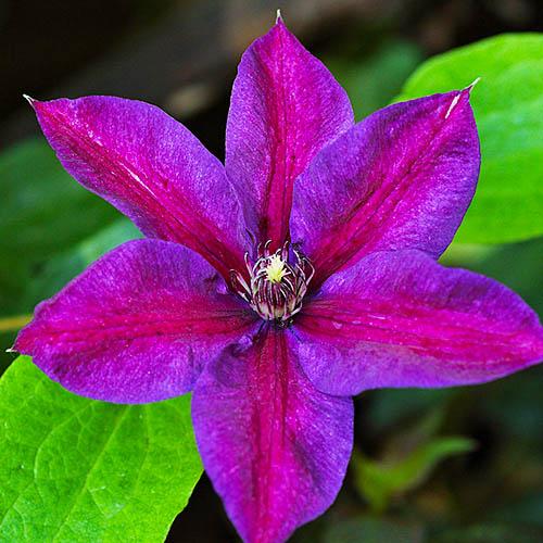 Клематис Etoile de Malicorne Florium