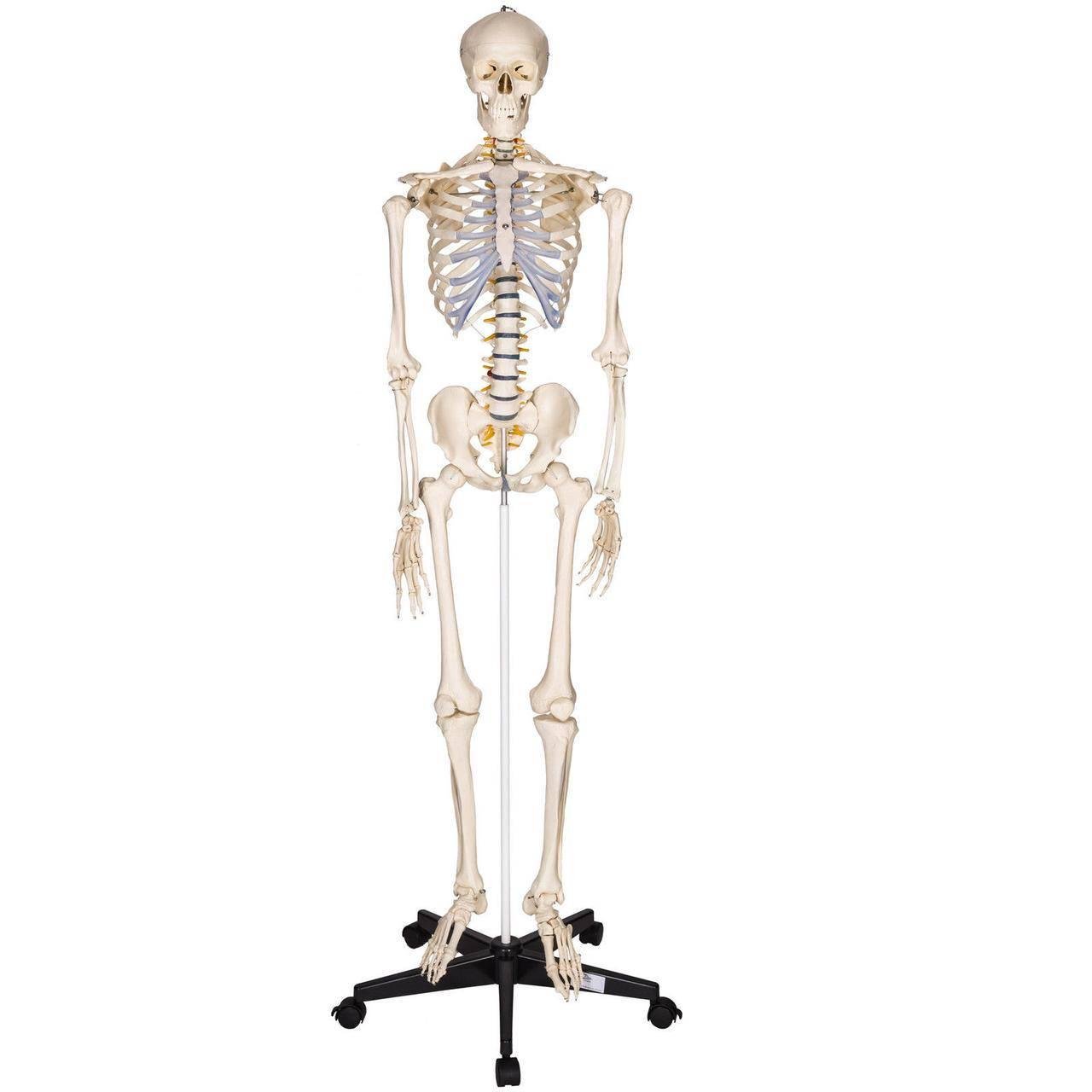Анатомический скелет человека 181 см (7679665)