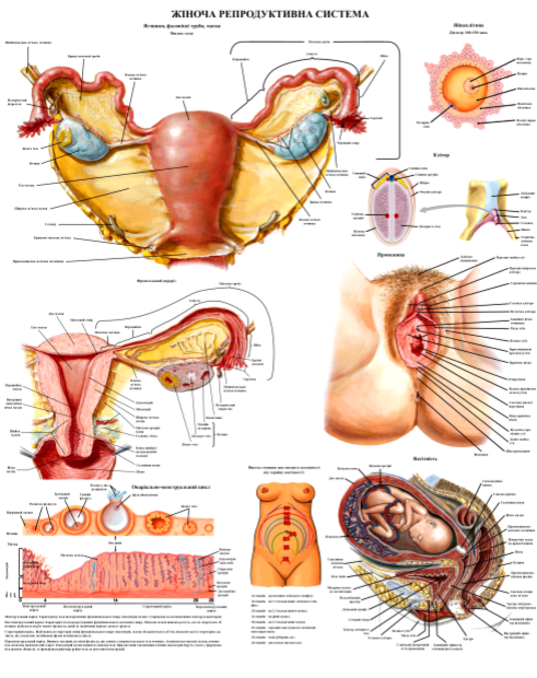 Анатомічний плакат Репродуктивна система жінки 67x86 см (0028)