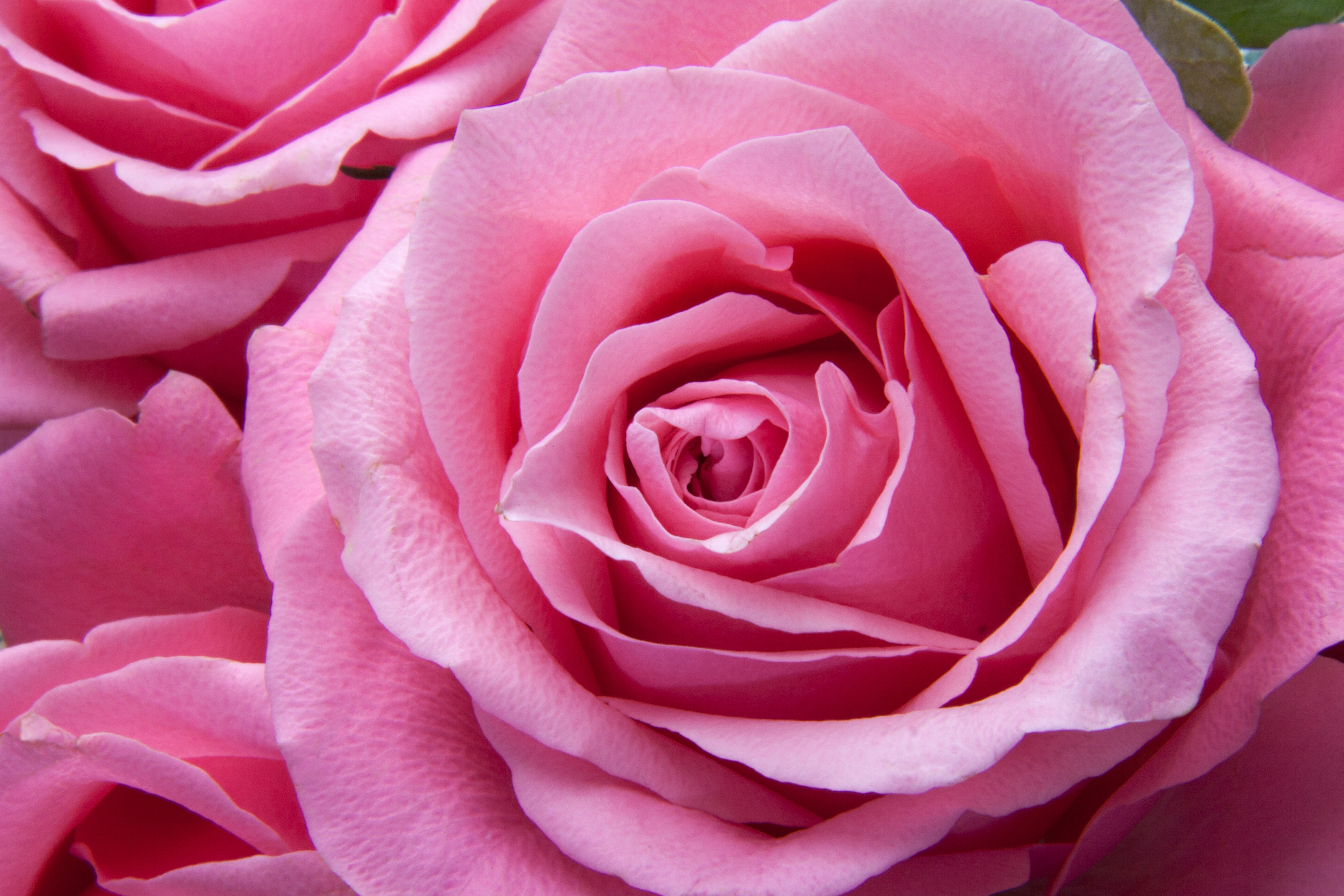 Фотообои WS Wallpaper Розовая роза 365x250 см (35056) Фотообои WS Wallpaper Розовая роза 365x250 см (35056)