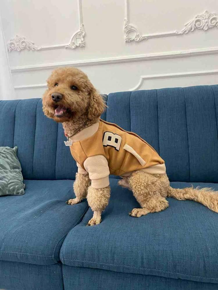 Бомбер для собак Dogs Bomba Y-270 р. 3 Корица/Бежевой (73486937)