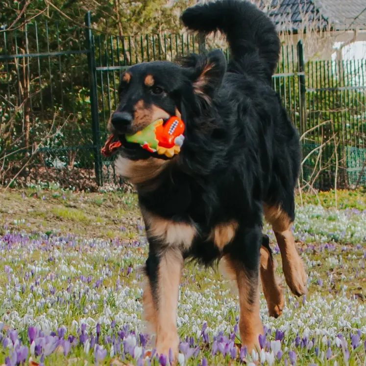 Іграшка для собак Max&Molly Snuggles Toy Otto the Dino (24762942) - фото 3 Іграшка для собак Max&Molly Snuggles Toy Otto the Dino (24762942) - фото 3