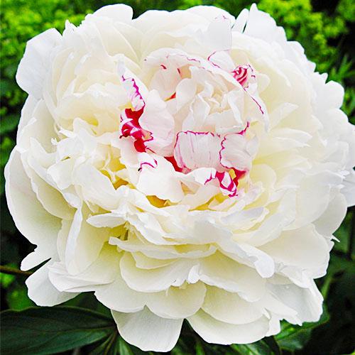 Пион Florium Avalanche (7538)