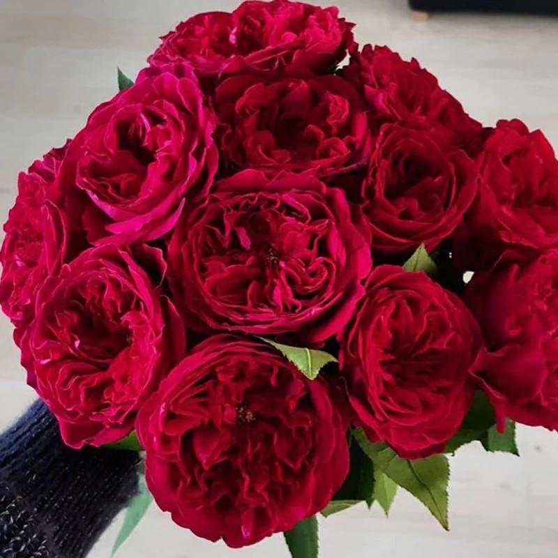 Роза английская Velet Tess в контейнере (2558773464) - фото 4