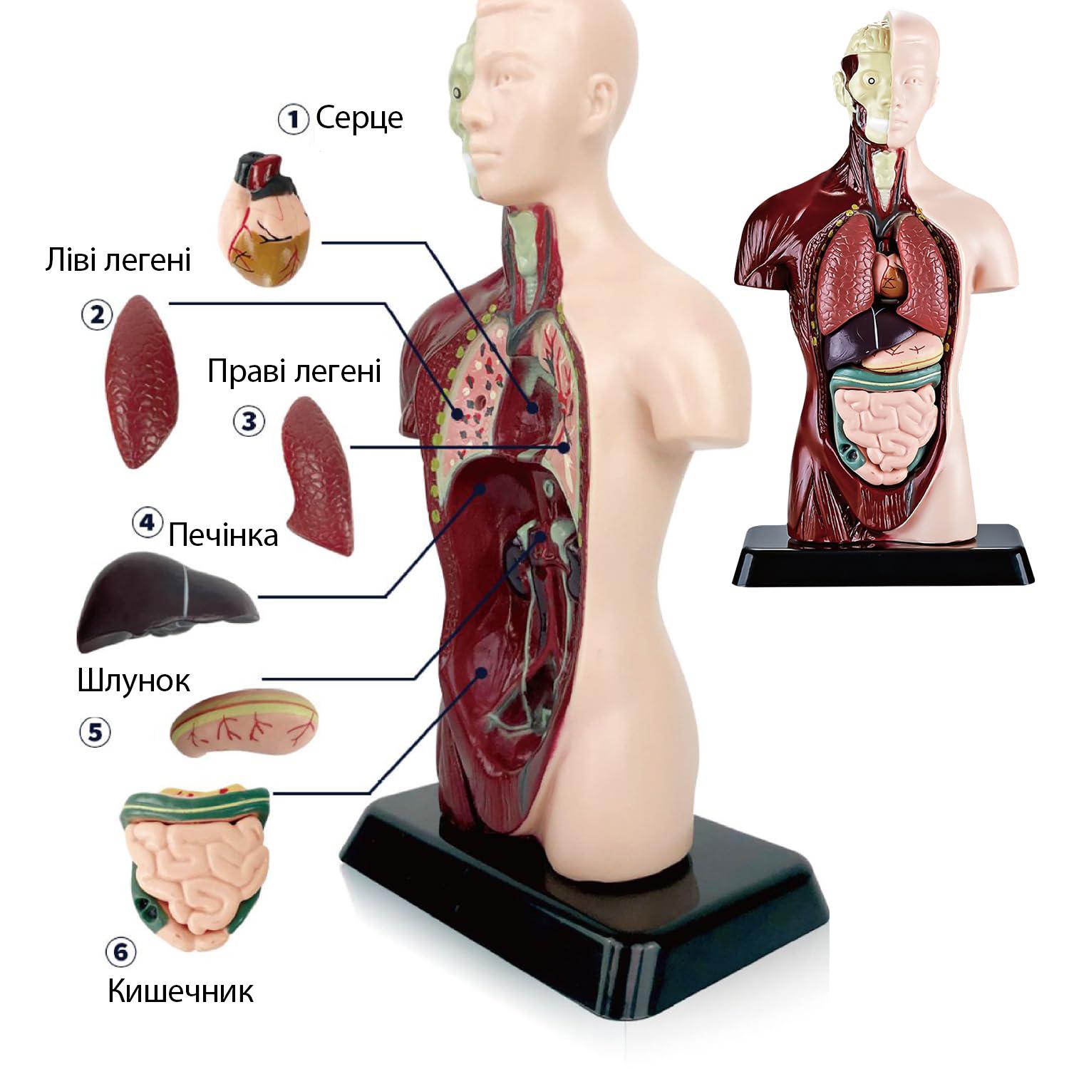 Учебная анатомическая модель человека 3D с 15 съемными частями (25788012) - фото 4